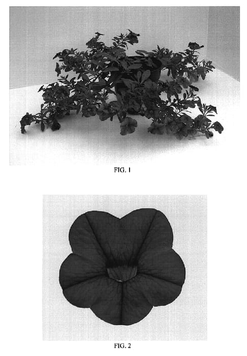 Figure 1 of US plant patent PP18795, the photograph of Balcabhopi printed in the patent.