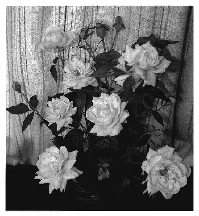Figure 1 of US plant patent PP18796, the photograph of Savibunda printed in the patent.
