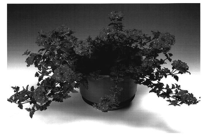 Figure 1 of US plant patent PP18797, the photograph of Scarletta printed in the patent.