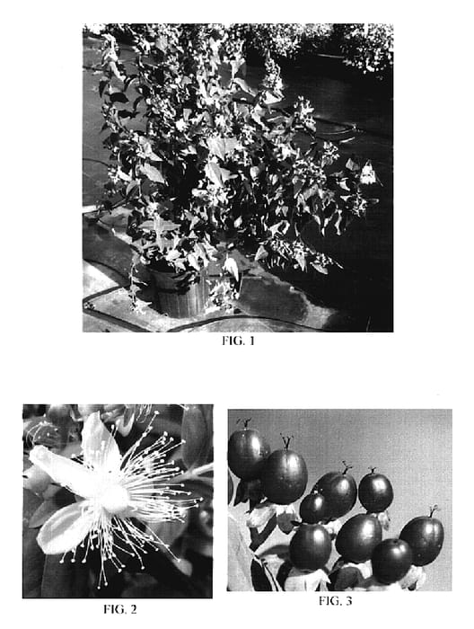 Figure 1 of US plant patent PP18798, the photograph of Seideep printed in the patent.