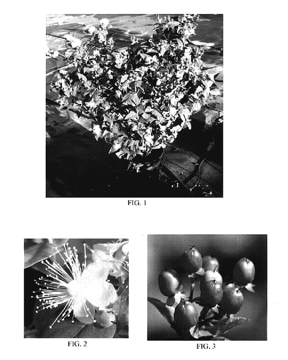 Figure 1 of US plant patent PP18799, the photograph of Seicol printed in the patent.