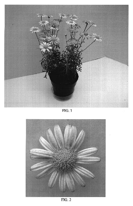 Figure 1 of US plant patent PP18800, the photograph of Bonmadfropi printed in the patent.