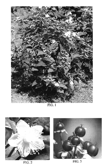 Figure 1 of US plant patent PP18801, the photograph of Seiball printed in the patent.