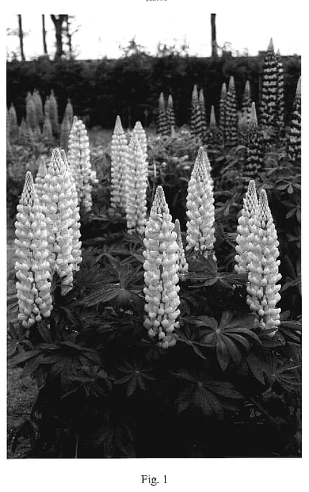 Figure 1 of US plant patent PP18802, the photograph of Saffron printed in the patent.