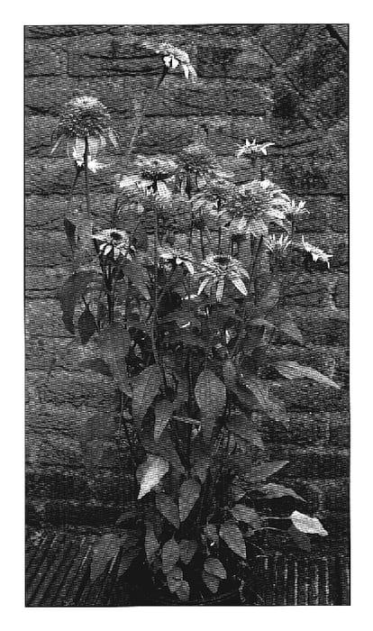 Figure 1 of US plant patent PP18803, the photograph of Pink Double Delight printed in the patent.