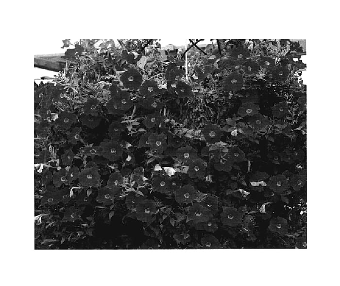 Figure 1 of US plant patent PP18804, the photograph of KLEPH05113 printed in the patent.