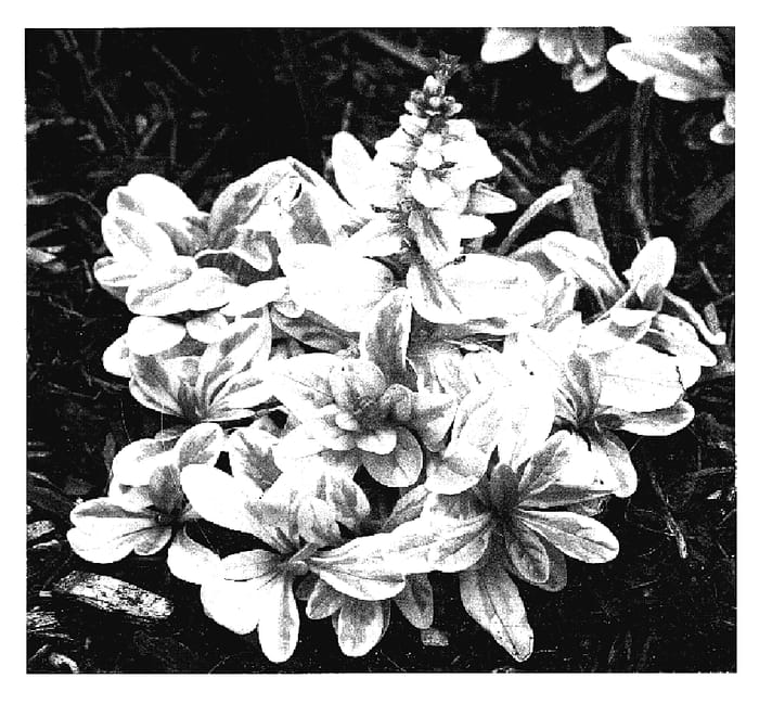 Figure 1 of US plant patent PP18805, the photograph of Toffee Chip printed in the patent.