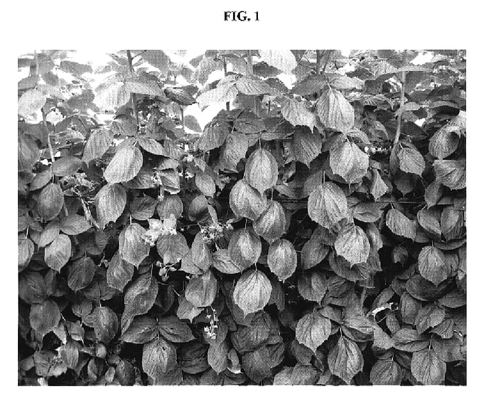 Figure 1 of US plant patent PP18806, the photograph of PS-1852 printed in the patent.