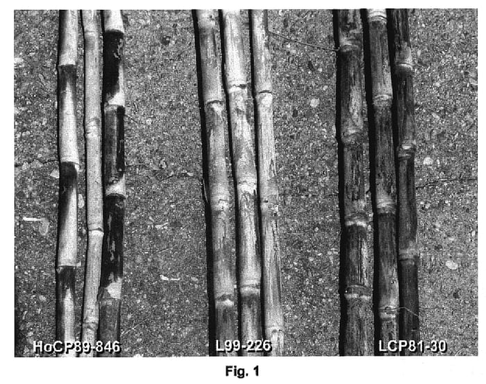 Figure 1 of US plant patent PP18807, the photograph of L99-226 printed in the patent.