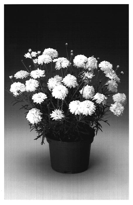 Figure 1 of US plant patent PP18808, the photograph of Argymidowi printed in the patent.