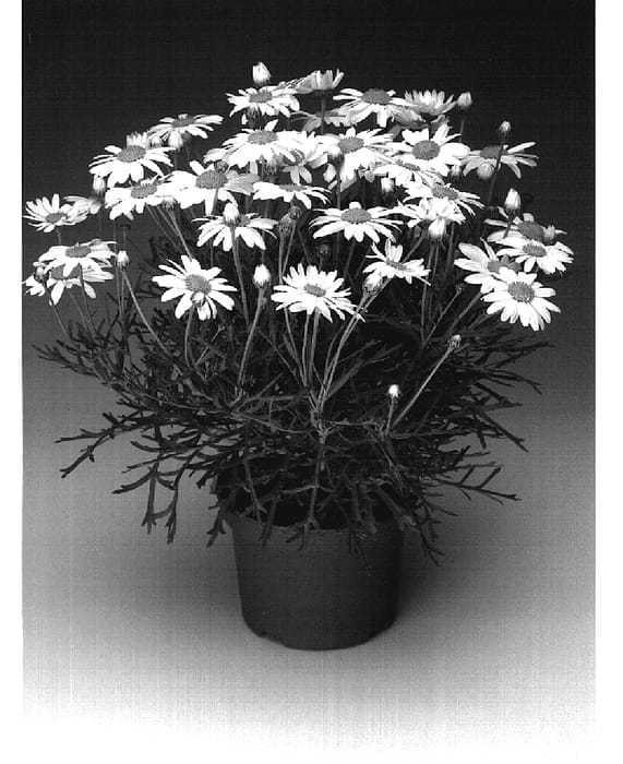 Figure 1 of US plant patent PP18809, the photograph of Argyelsin printed in the patent.