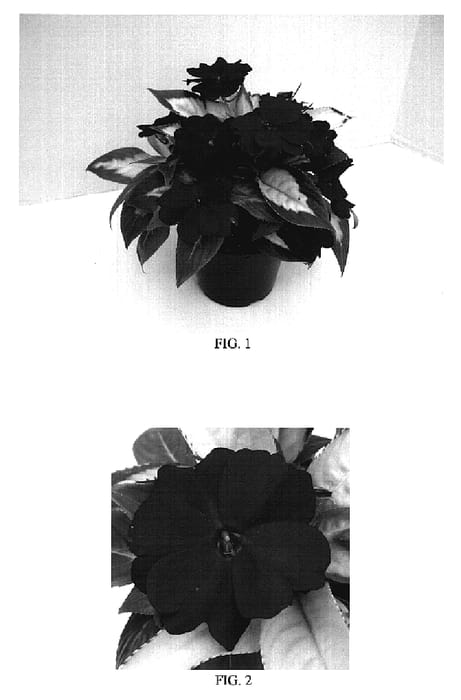 Figure 1 of US plant patent PP18811, the photograph of Balcebredep printed in the patent.