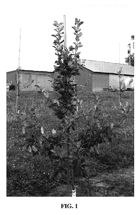Figure 1 of US plant patent PP18812, the photograph of Minneiska printed in the patent.