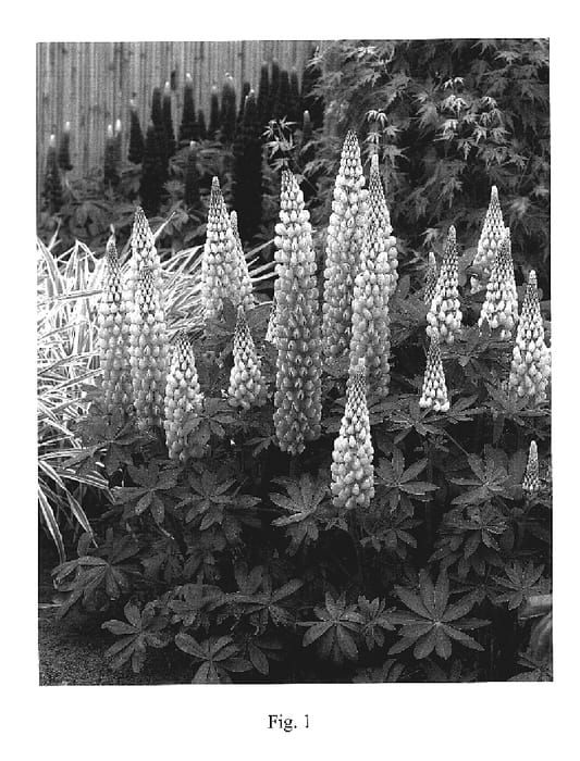 Figure 1 of US plant patent PP18813, the photograph of Blossom printed in the patent.