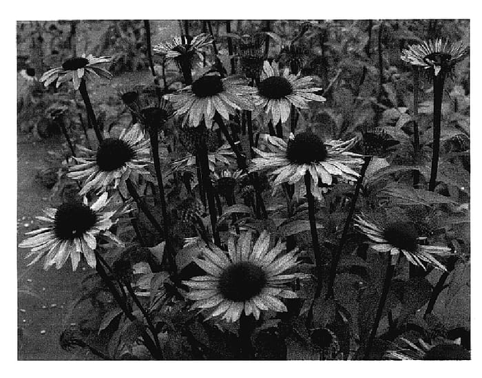 Figure 1 of US plant patent PP18814, the photograph of Merlot printed in the patent.