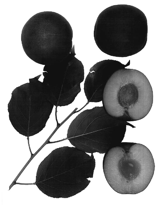Figure 1 of US plant patent PP18815, the photograph of Bella Cerise printed in the patent.