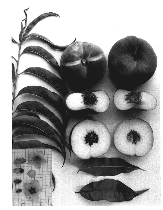 Figure 1 of US plant patent PP18816, the photograph of NEPTUNE I printed in the patent.