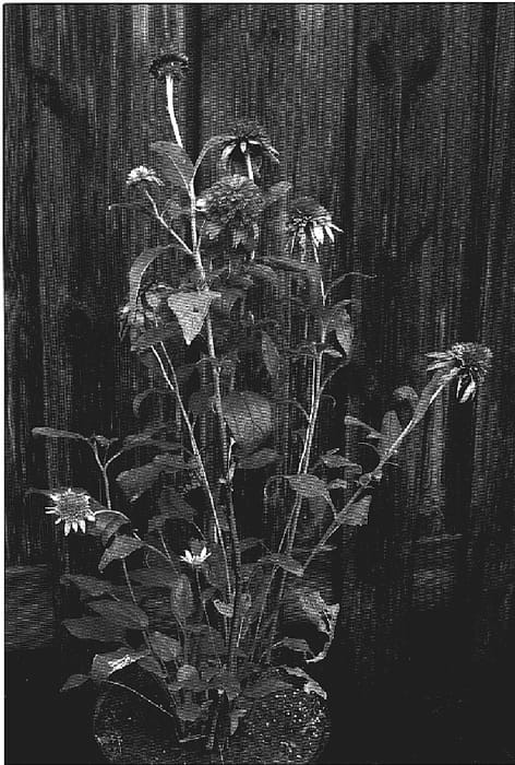 Figure 1 of US plant patent PP18817, the photograph of Pink Sorbet printed in the patent.