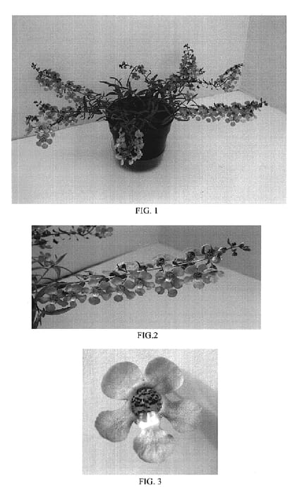 Figure 1 of US plant patent PP18818, the photograph of Balangbakin printed in the patent.