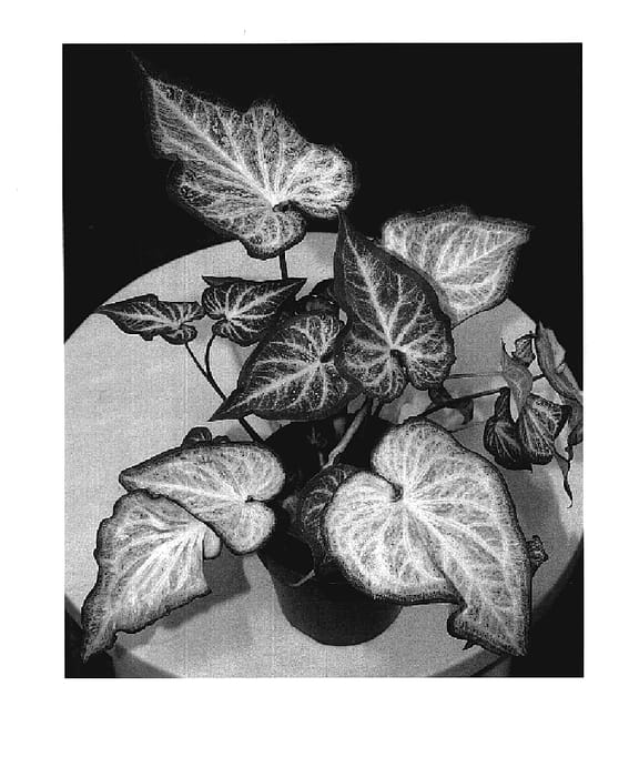 Figure 1 of US plant patent PP18819, the photograph of White Marble printed in the patent.