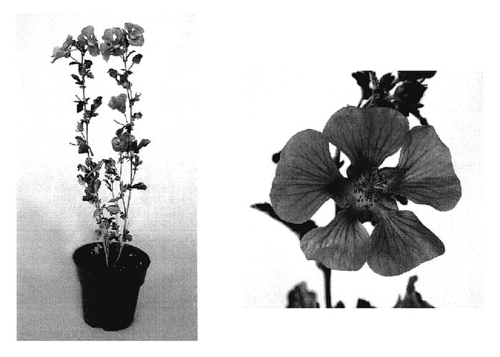 Figure 1 of US plant patent PP18820, the photograph of Cefdonpin printed in the patent.