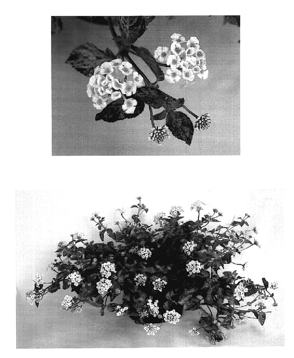 Figure 1 of US plant patent PP18821, the photograph of Tropical Fruit printed in the patent.