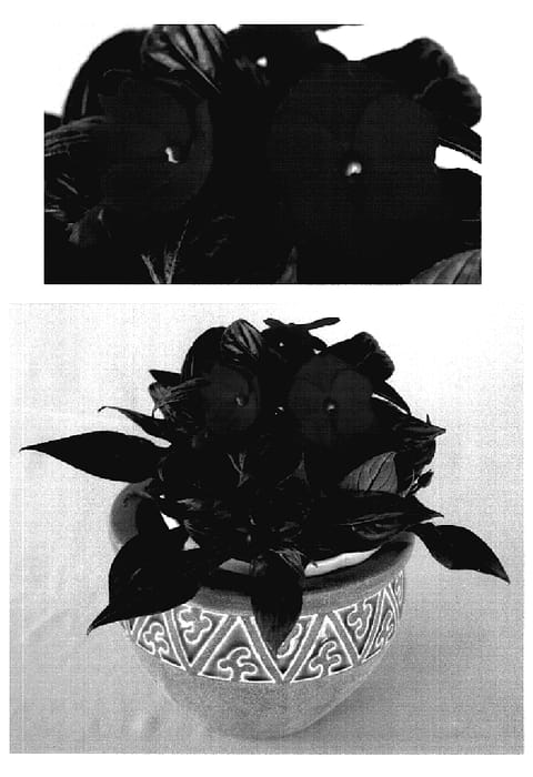 Figure 1 of US plant patent PP18822, the photograph of Kiorona printed in the patent.