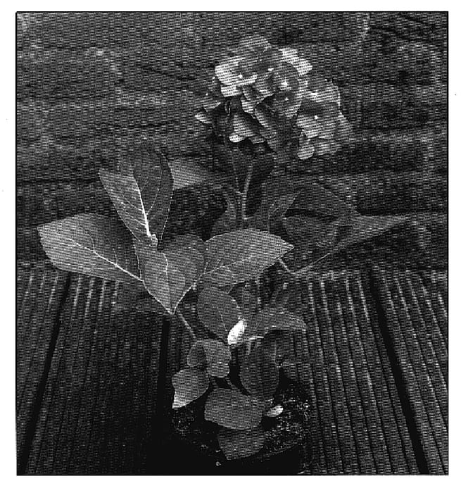 Figure 1 of US plant patent PP18823, the photograph of Blue Heaven printed in the patent.