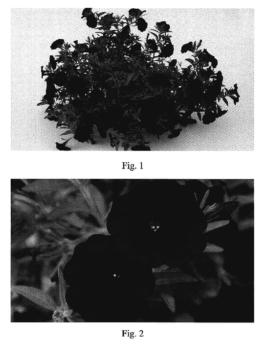 Figure 1 of US plant patent PP18824, the photograph of Kakegawa S88 printed in the patent.