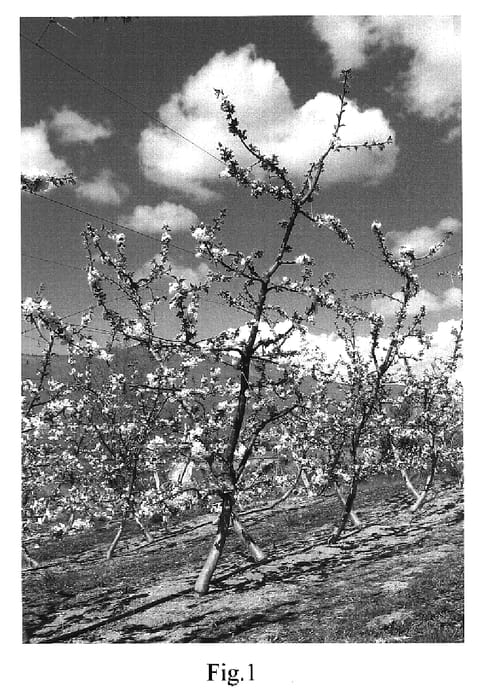 Figure 1 of US plant patent PP18825, the photograph of MG 200 printed in the patent.