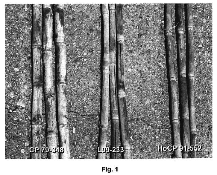 Figure 1 of US plant patent PP18826, the photograph of L99-233 printed in the patent.