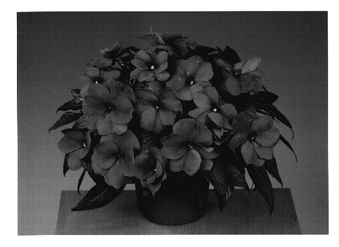 Figure 1 of US plant patent PP18827, the photograph of Fisnics Mang printed in the patent.