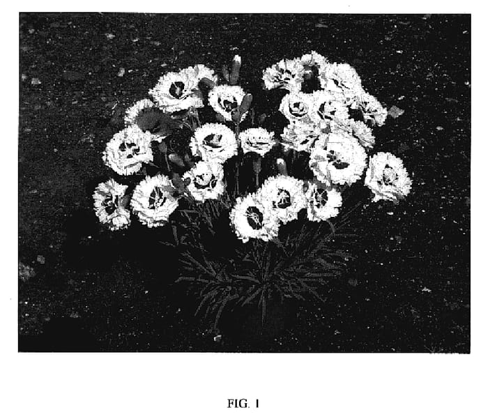 Figure 1 of US plant patent PP18828, the photograph of WP05 Yves printed in the patent.