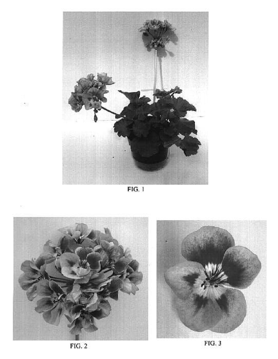 Figure 1 of US plant patent PP18829, the photograph of Ballurlitpi printed in the patent.