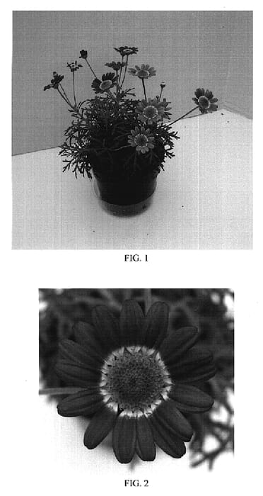 Figure 1 of US plant patent PP18830, the photograph of Bonmadcher printed in the patent.