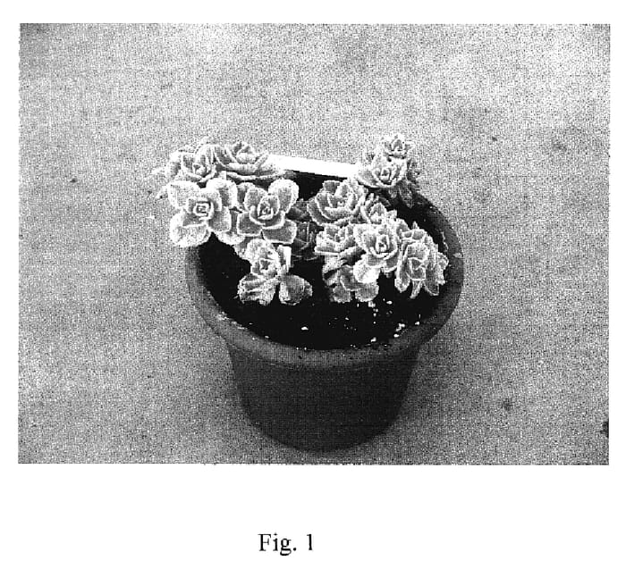 Figure 1 of US plant patent PP18831, the photograph of Sumcol 03 printed in the patent.