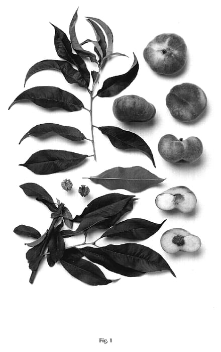 Figure 1 of US plant patent PP18832, the photograph of JR 7827 printed in the patent.