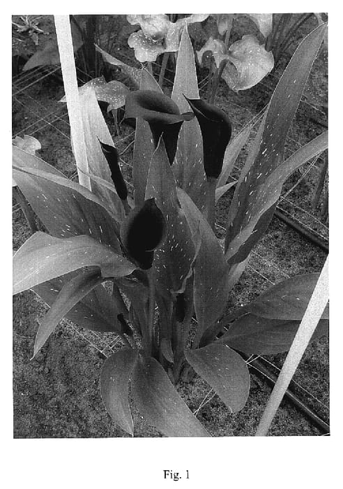 Figure 1 of US plant patent PP18833, the photograph of Odessa printed in the patent.