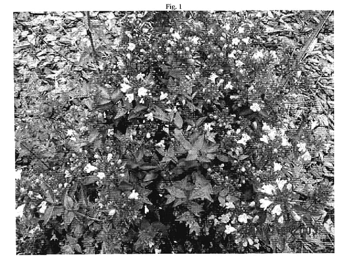 Figure 1 of US plant patent PP18834, the photograph of Raspberry Profusion printed in the patent.