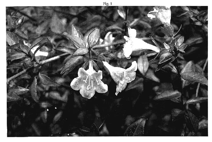 Figure 1 of US plant patent PP18835, the photograph of Plum Surprise printed in the patent.