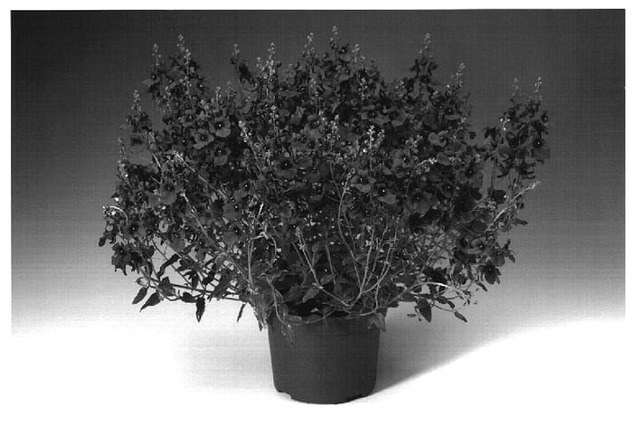 Figure 1 of US plant patent PP18836, the photograph of Divocrim printed in the patent.