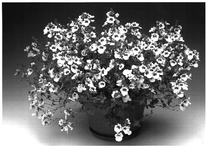 Figure 1 of US plant patent PP18837, the photograph of Diasupa printed in the patent.