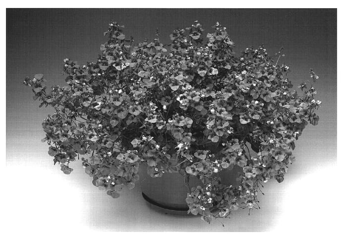 Figure 1 of US plant patent PP18838, the photograph of Diasclaro printed in the patent.