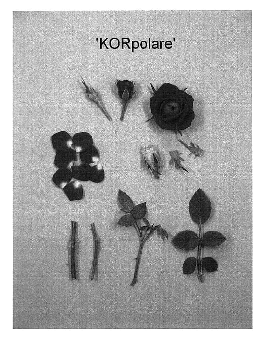 Figure 1 of US plant patent PP18840, the photograph of KORpolare printed in the patent.