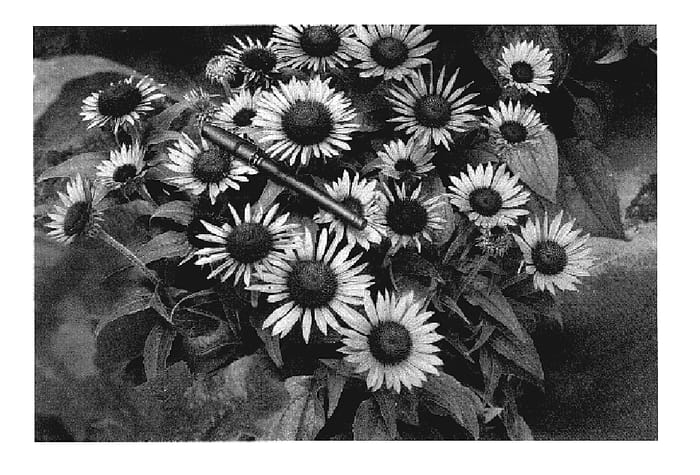 Figure 1 of US plant patent PP18841, the photograph of Lilliput printed in the patent.
