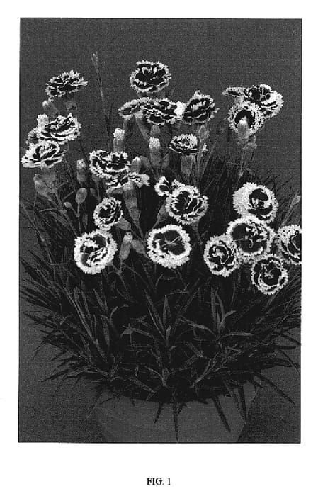 Figure 1 of US plant patent PP18842, the photograph of WP05 Enid printed in the patent.