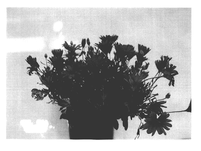 Figure 1 of US plant patent PP18843, the photograph of GG DEL MAG06 printed in the patent.