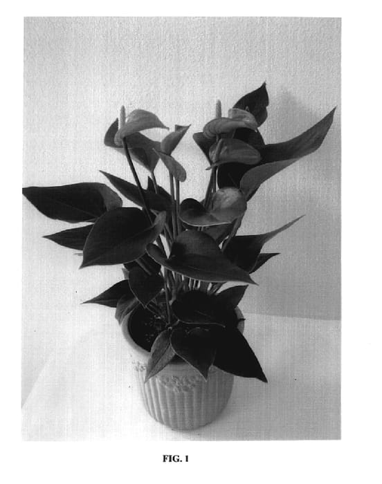 Figure 1 of US plant patent PP18844, the photograph of Barmodu printed in the patent.