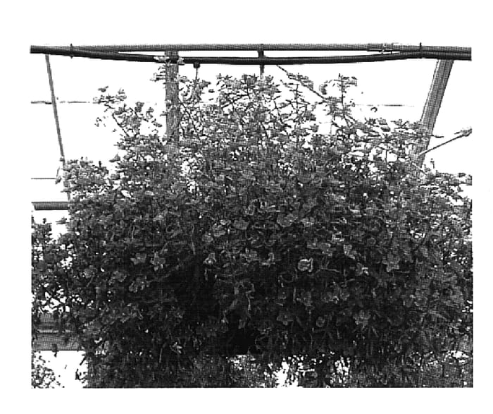 Figure 1 of US plant patent PP18845, the photograph of Wildcat Mandarin printed in the patent.