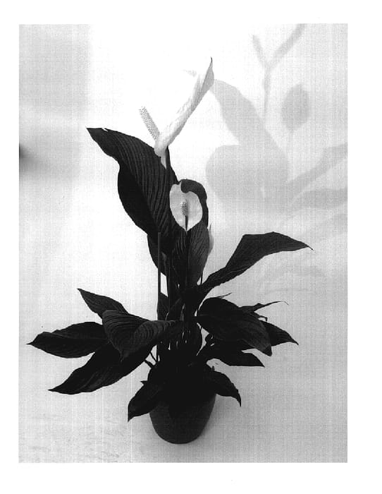 Figure 1 of US plant patent PP18846, the photograph of Sweet Silvana printed in the patent.